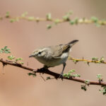 Plain Leaf Warbler (image by Hannu Jännes)