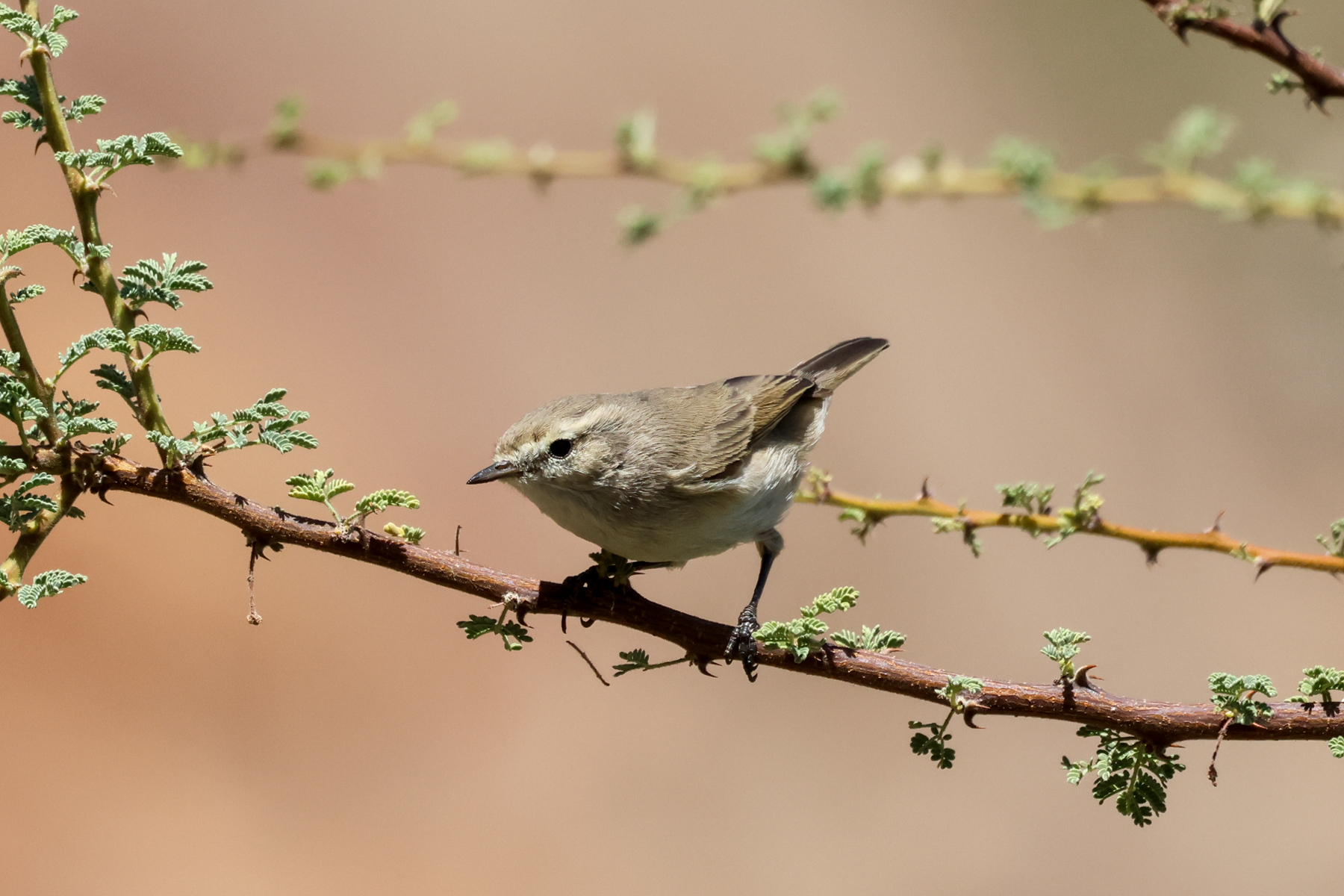 Plain Leaf Warbler (image by Hannu Jännes)