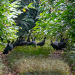 Plumed Guineafowls (image by Tomas Carlberg)