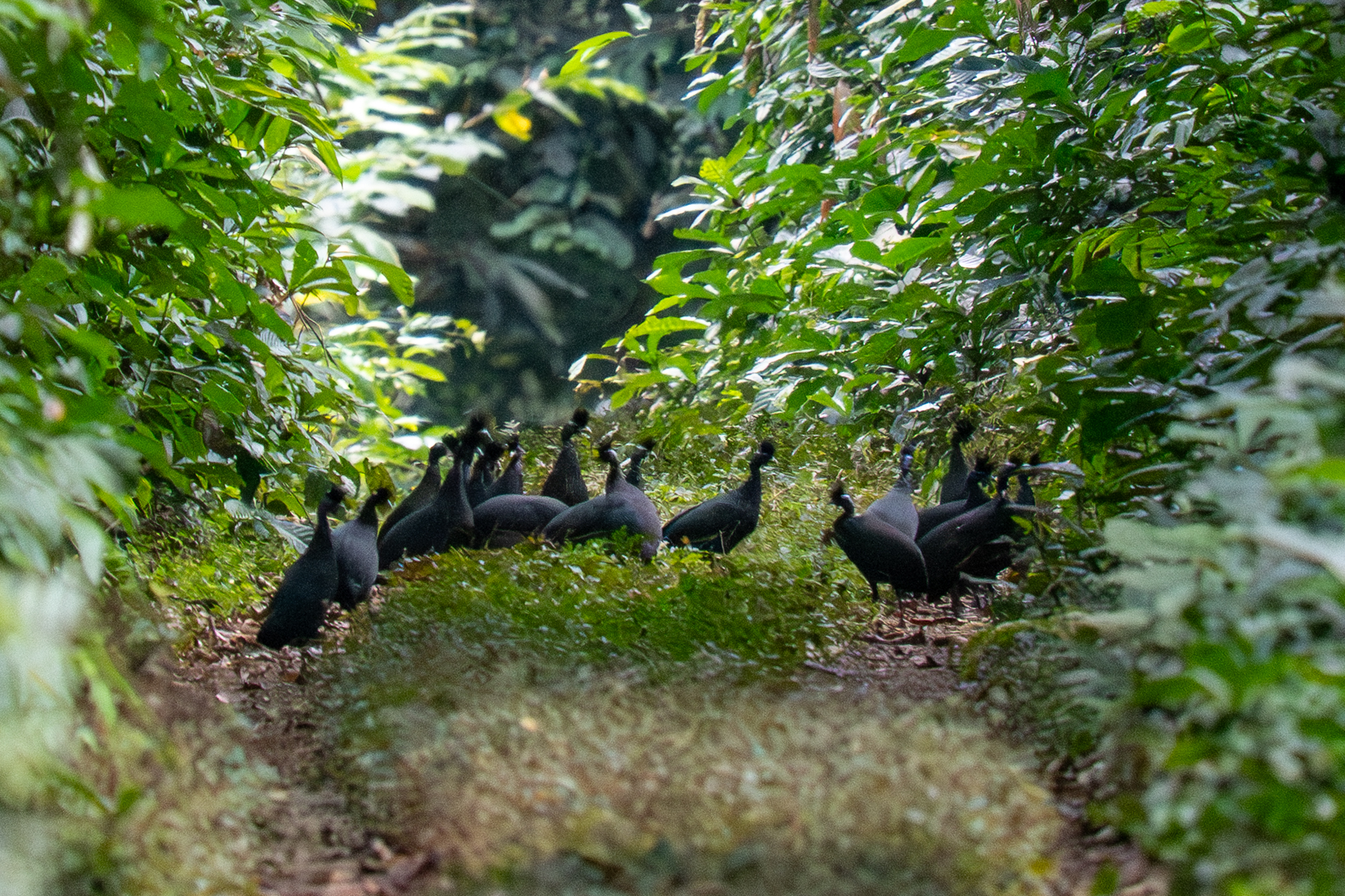 Plumed Guineafowls (image by Tomas Carlberg)