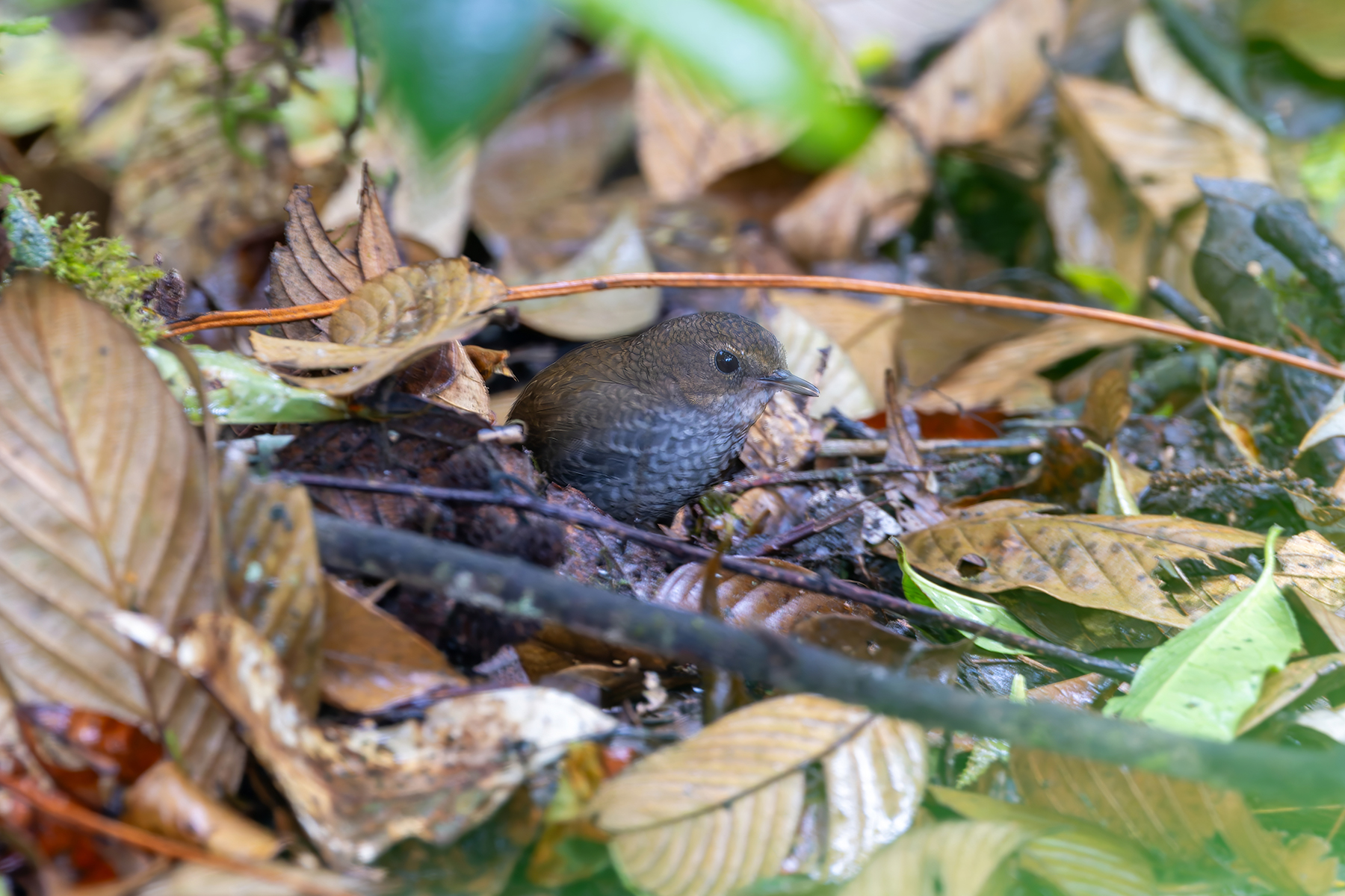 Pygmy Cupwing (image by Nik Borrow)