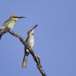 Rainbow Bee-eaters (image by Michael Greenshields)
