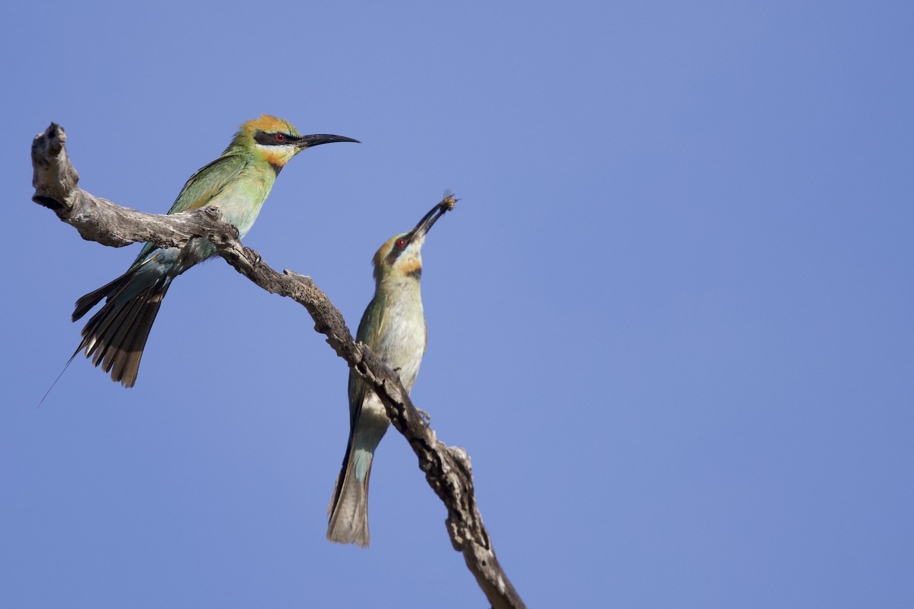 Rainbow Bee-eaters (image by Michael Greenshields)