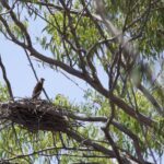 Red Goshawk (image by Michael Greenshields)
