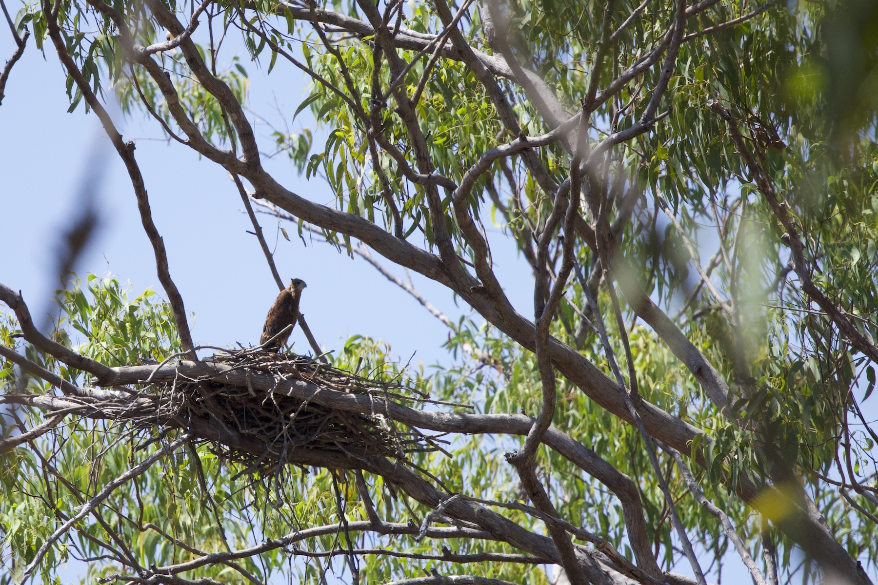 Red Goshawk (image by Michael Greenshields)