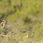 Red-backed Kingfisher (image by Michael Greenshields)