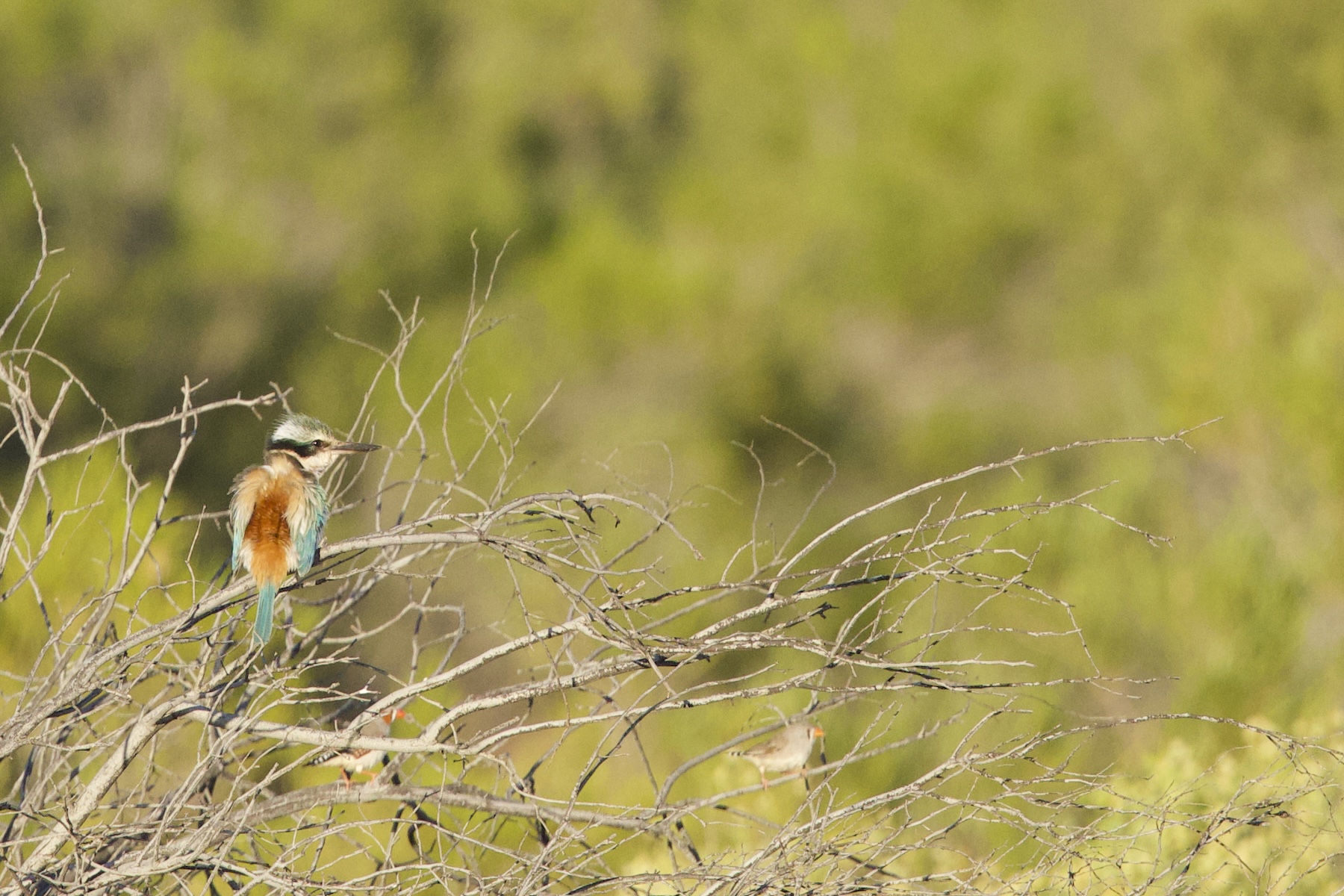 Red-backed Kingfisher (image by Michael Greenshields)