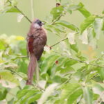 Red-backed Mousebird (image by Janos Olah)