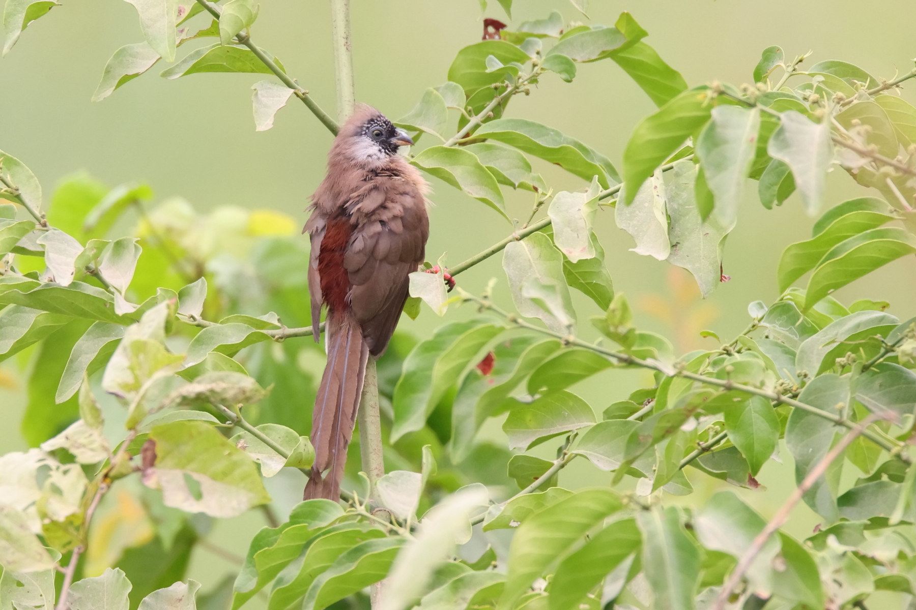 Red-backed Mousebird (image by Janos Olah)