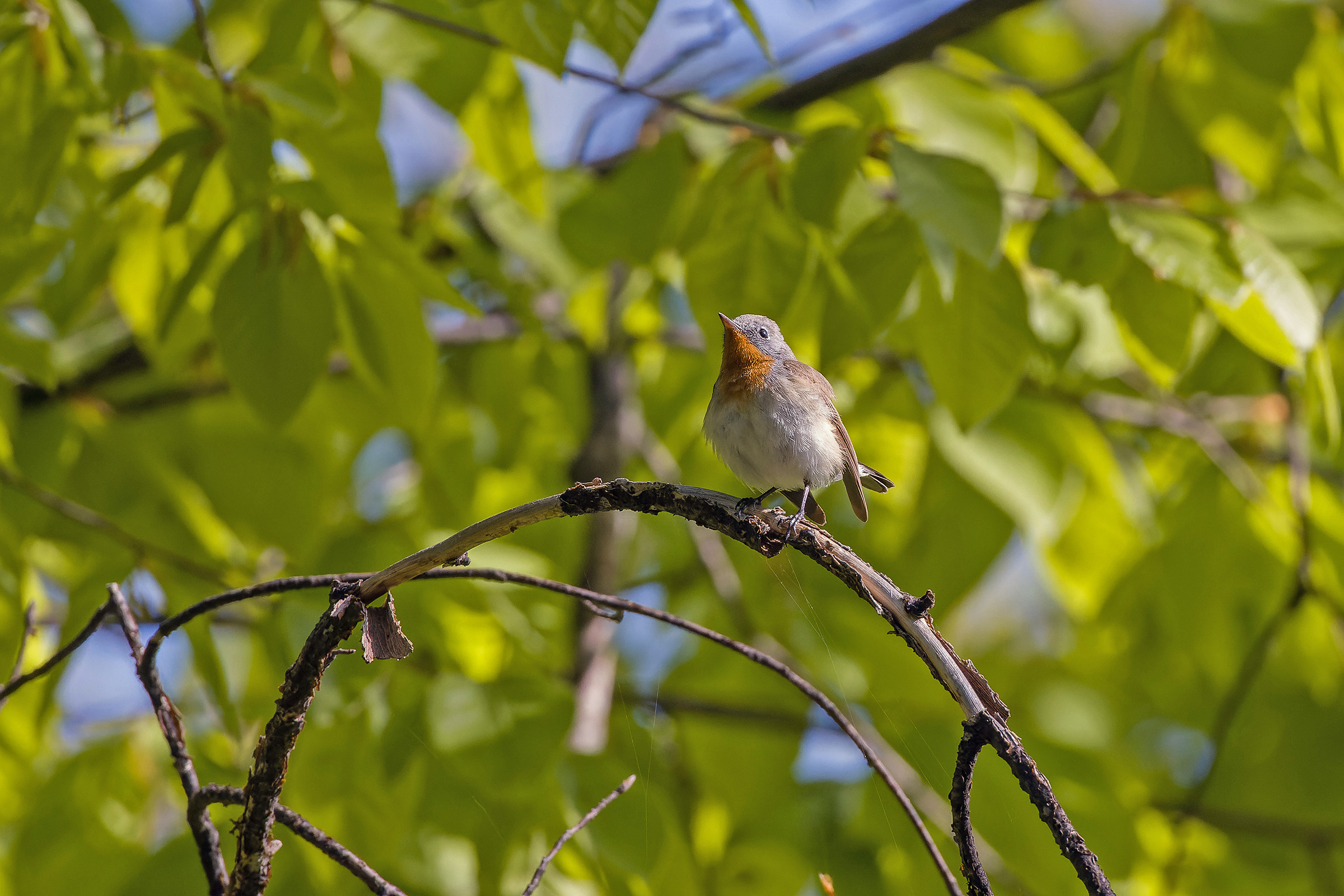 Red-breasted Flycatcher (image by Pete Morris)