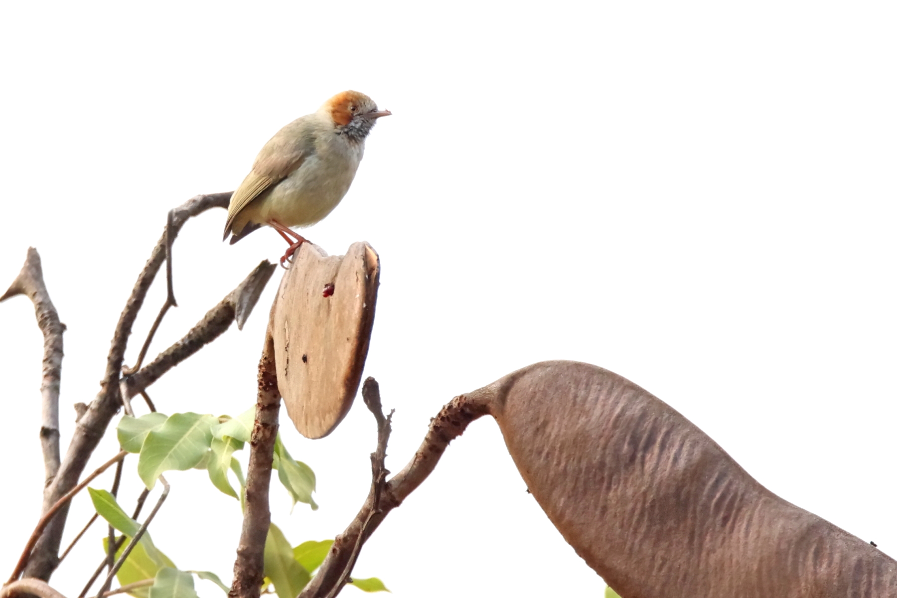 Red-capped Eremomela (image by Janos Olah)