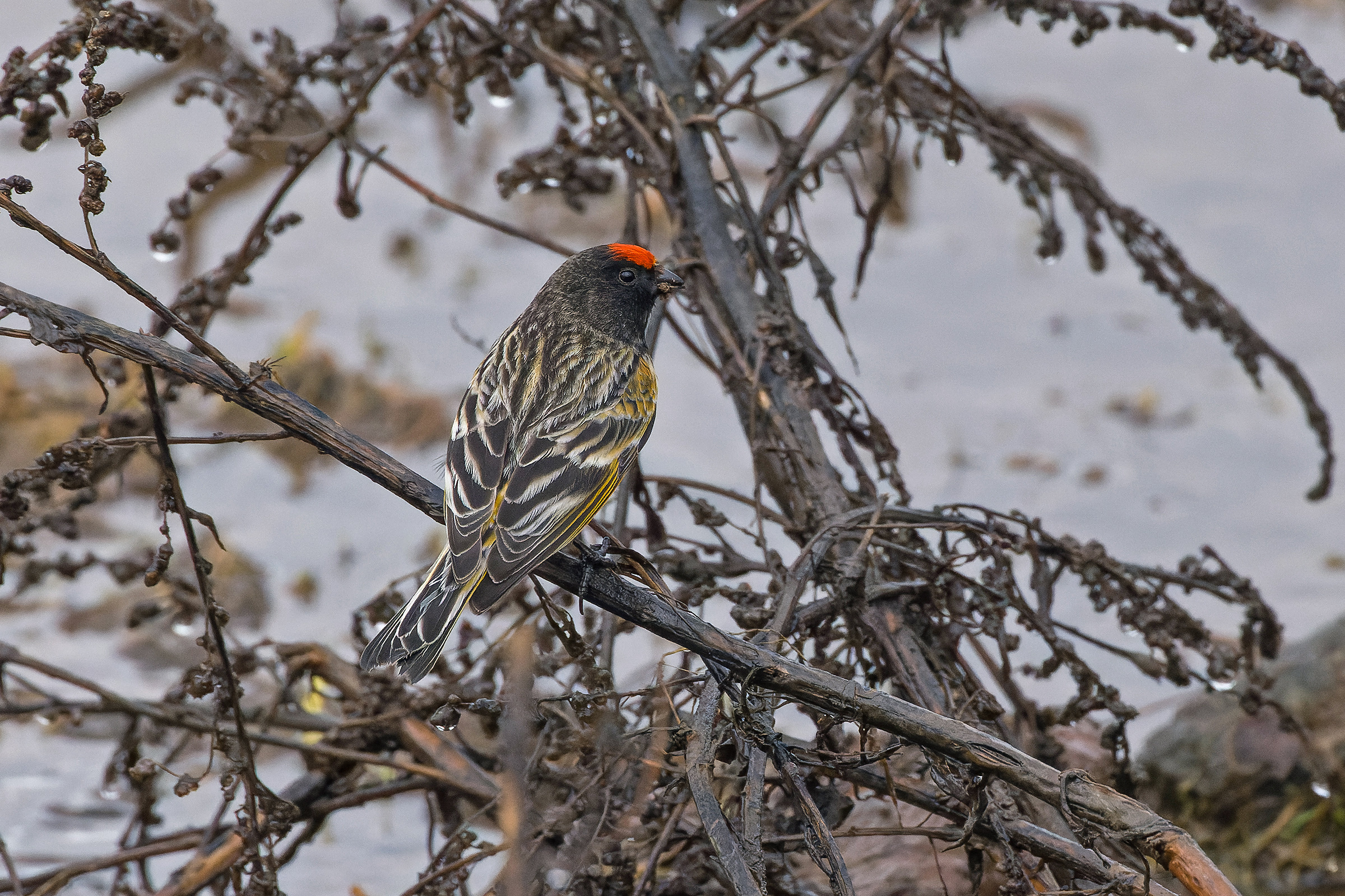 Red-fronted Serin (image by Pete Morris)
