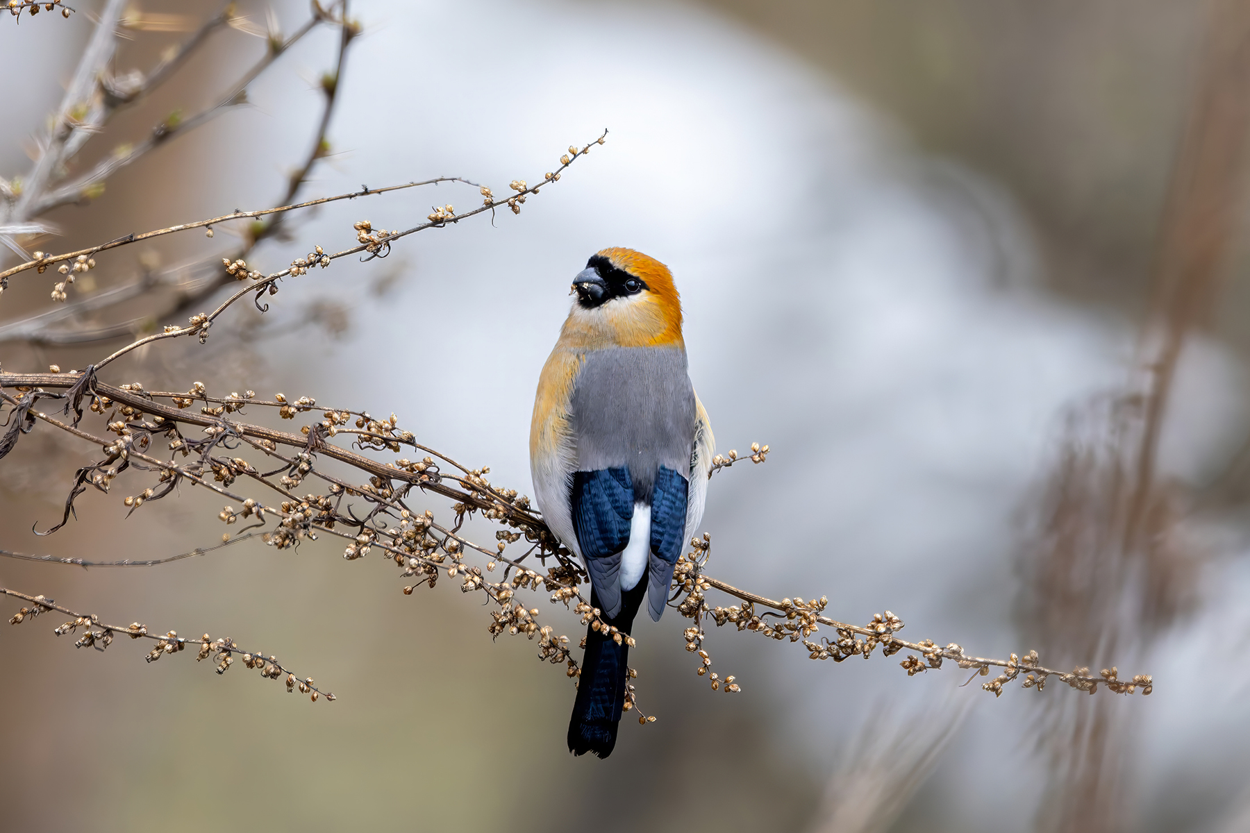 male Red-headed Bullfinch (image by Nik Borrow)