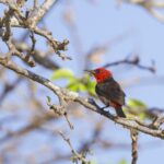 Red-headed Myzomela (image by Michael Greenshields)