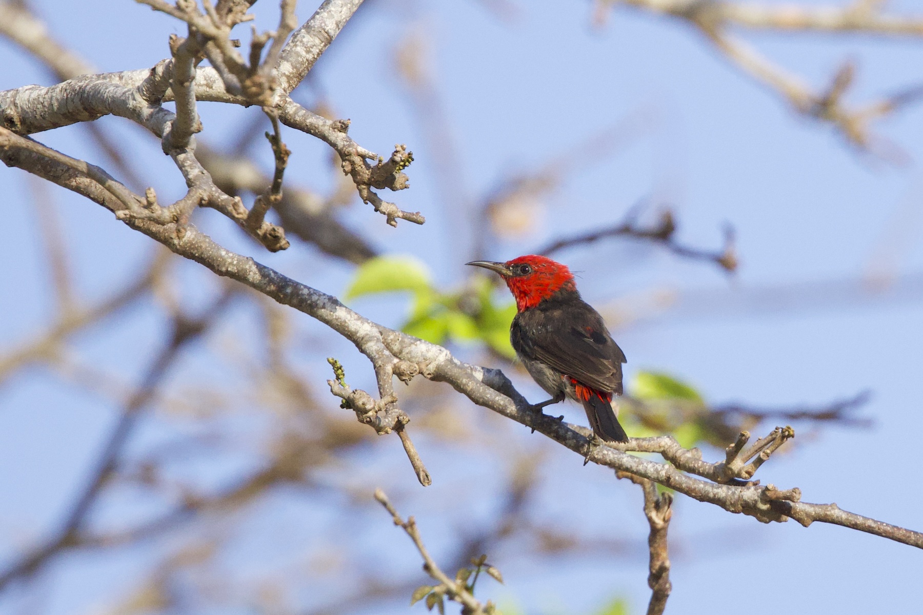 Red-headed Myzomela (image by Michael Greenshields)