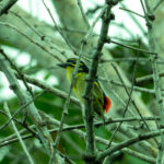 Red-rumped Tinkerbird (image by Mark Van Beirs)