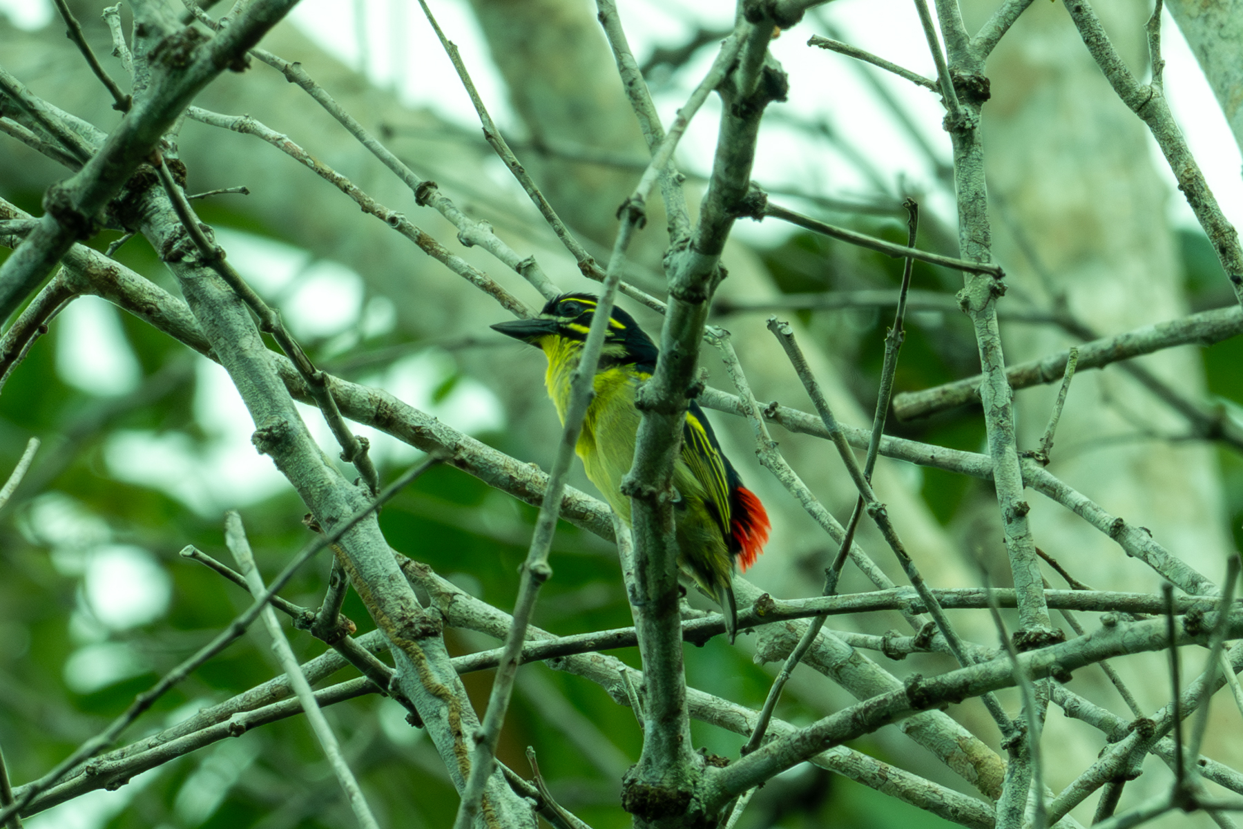 Red-rumped Tinkerbird (image by Mark Van Beirs)