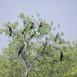 Red-tailed Black Cockatoos (image by Michael Greenshields)