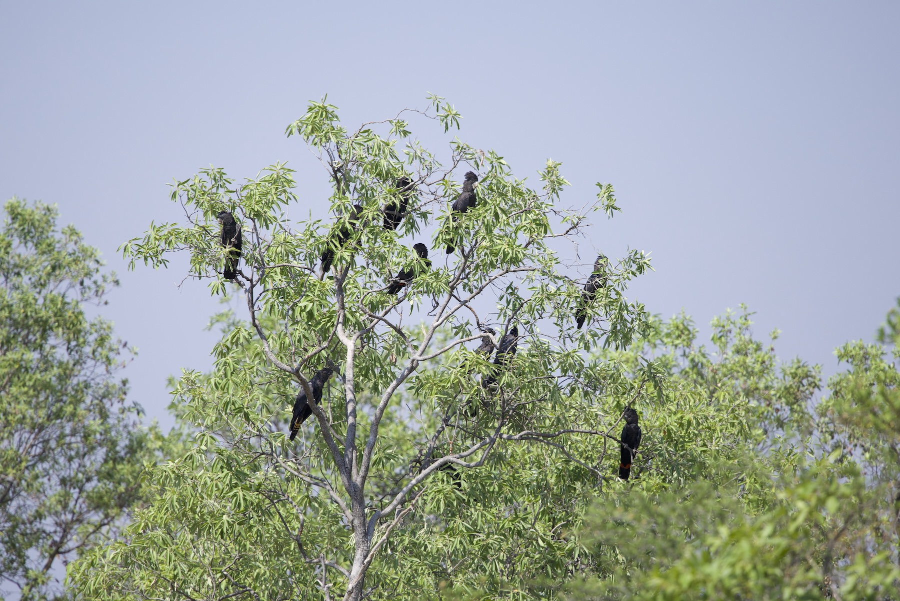 Red-tailed Black Cockatoos (image by Michael Greenshields)