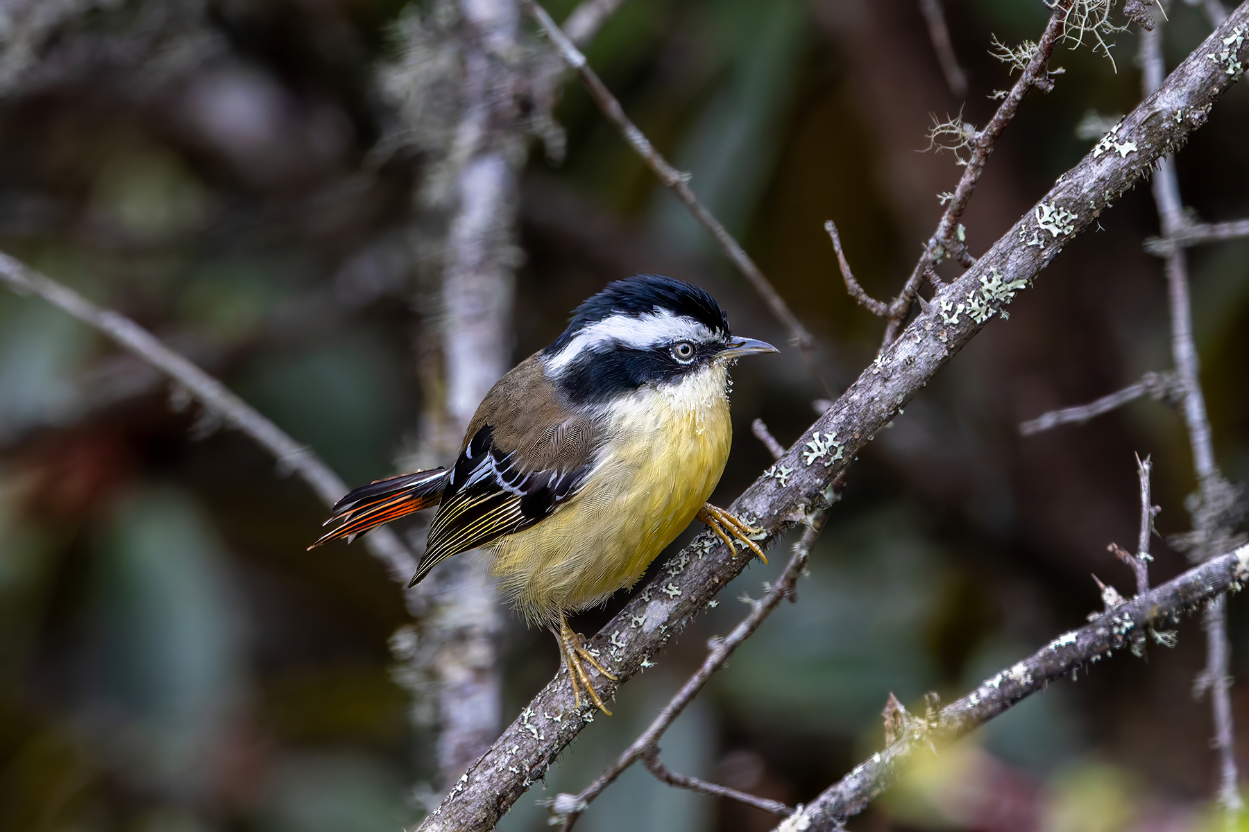 Red-tailed Minla (image by Nik Borrow)
