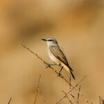 Red-tailed Wheatear (image by Hannu Jännes)