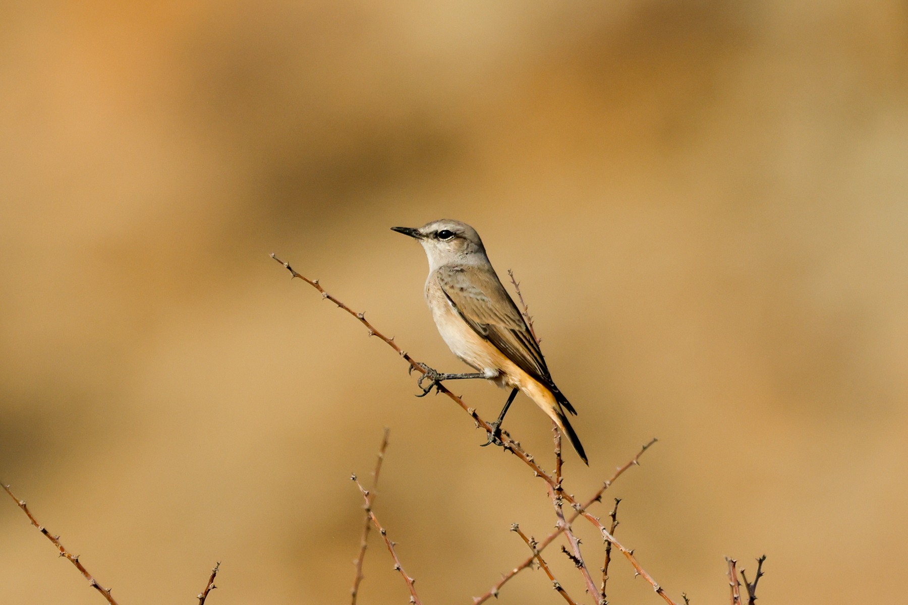Red-tailed Wheatear (image by Hannu Jännes)