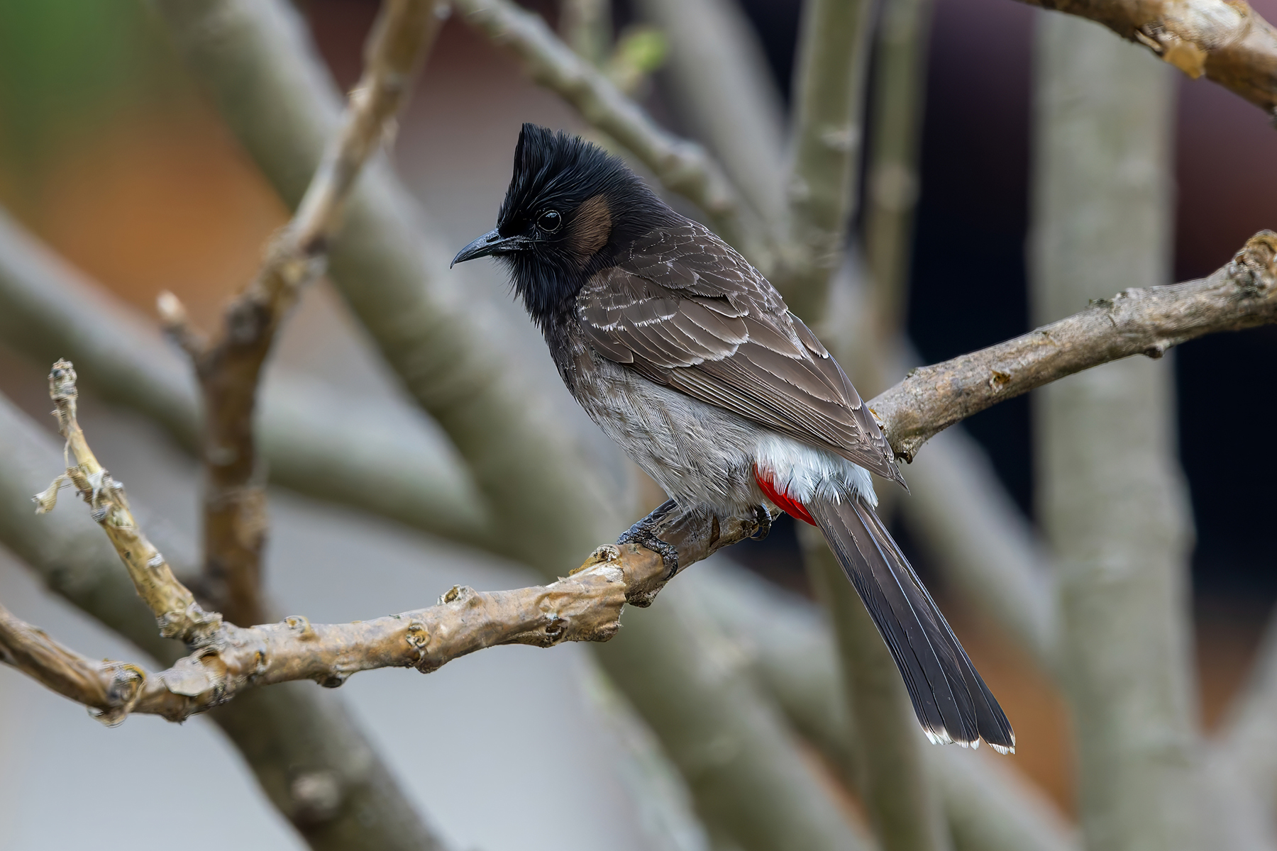 Red-vented Bulbul (image by Nik Borrow)