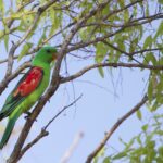 Red-winged Parrot (image by Michael Greenshields)