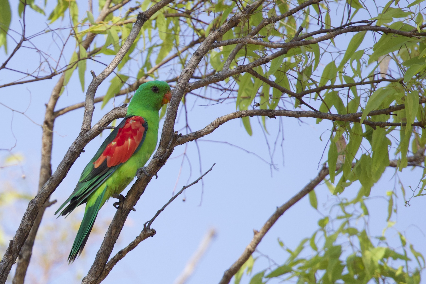 Red-winged Parrot (image by Michael Greenshields)