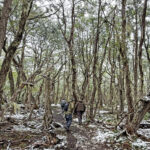 Rio Valdez beech forest (image by Mike Watson)