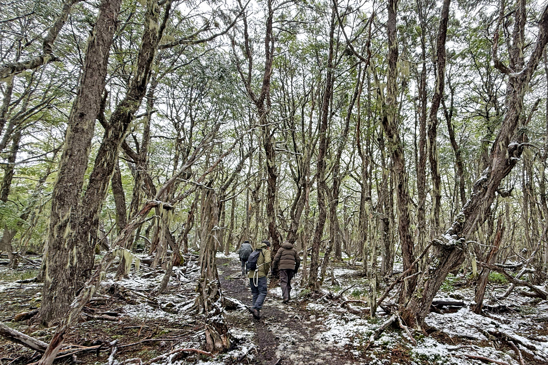 Rio Valdez beech forest (image by Mike Watson)