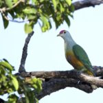 Rose-crowned Fruit Dove (image by Michael Greenshields)