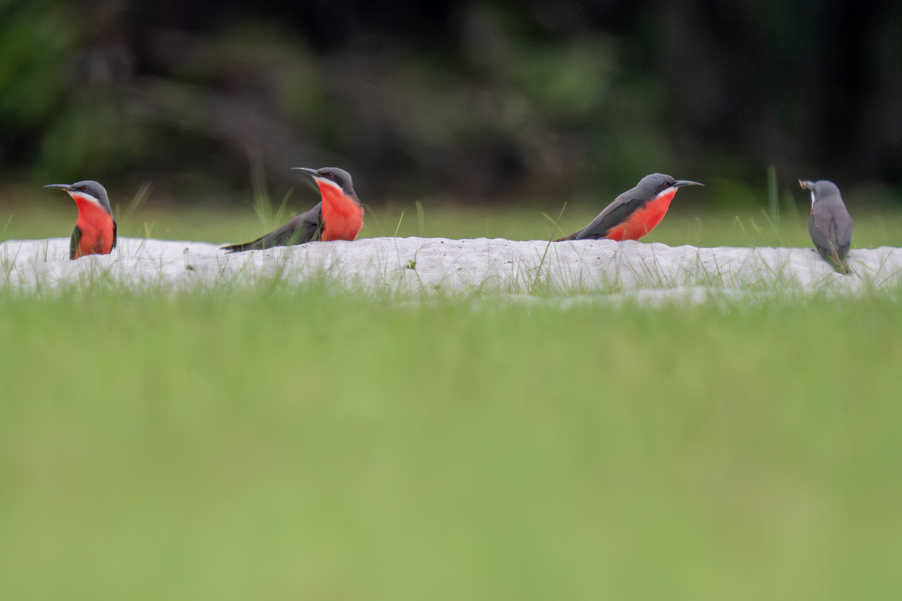 Rosy Bee-eaters (image by Tomas Carlberg)