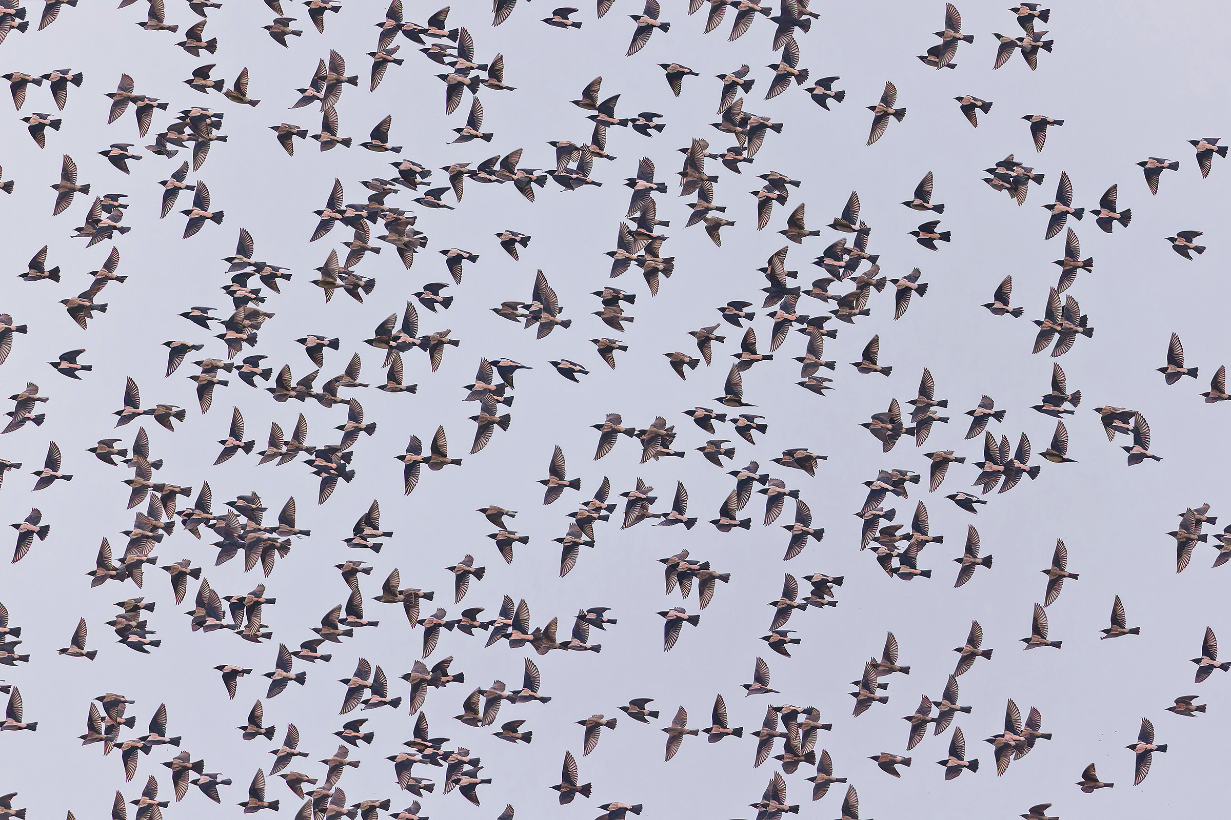 Rosy Starlings (image by Pete Morris)