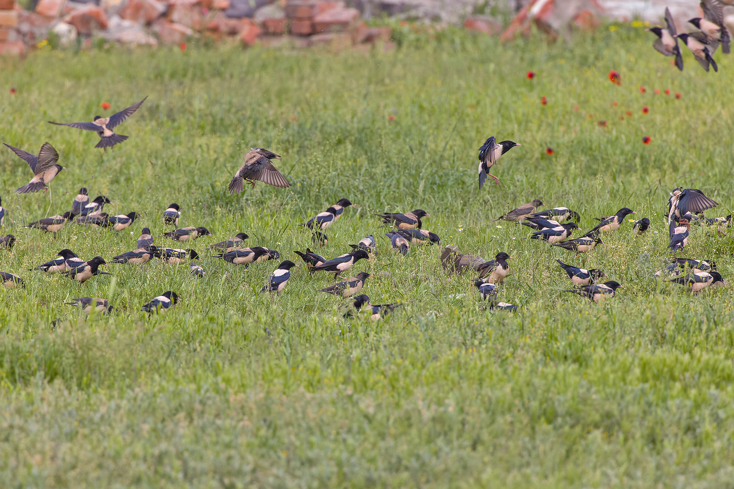 Rosy Starlings (image by Pete Morris)