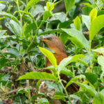Rufous Babbler (image by Dave Farrow)