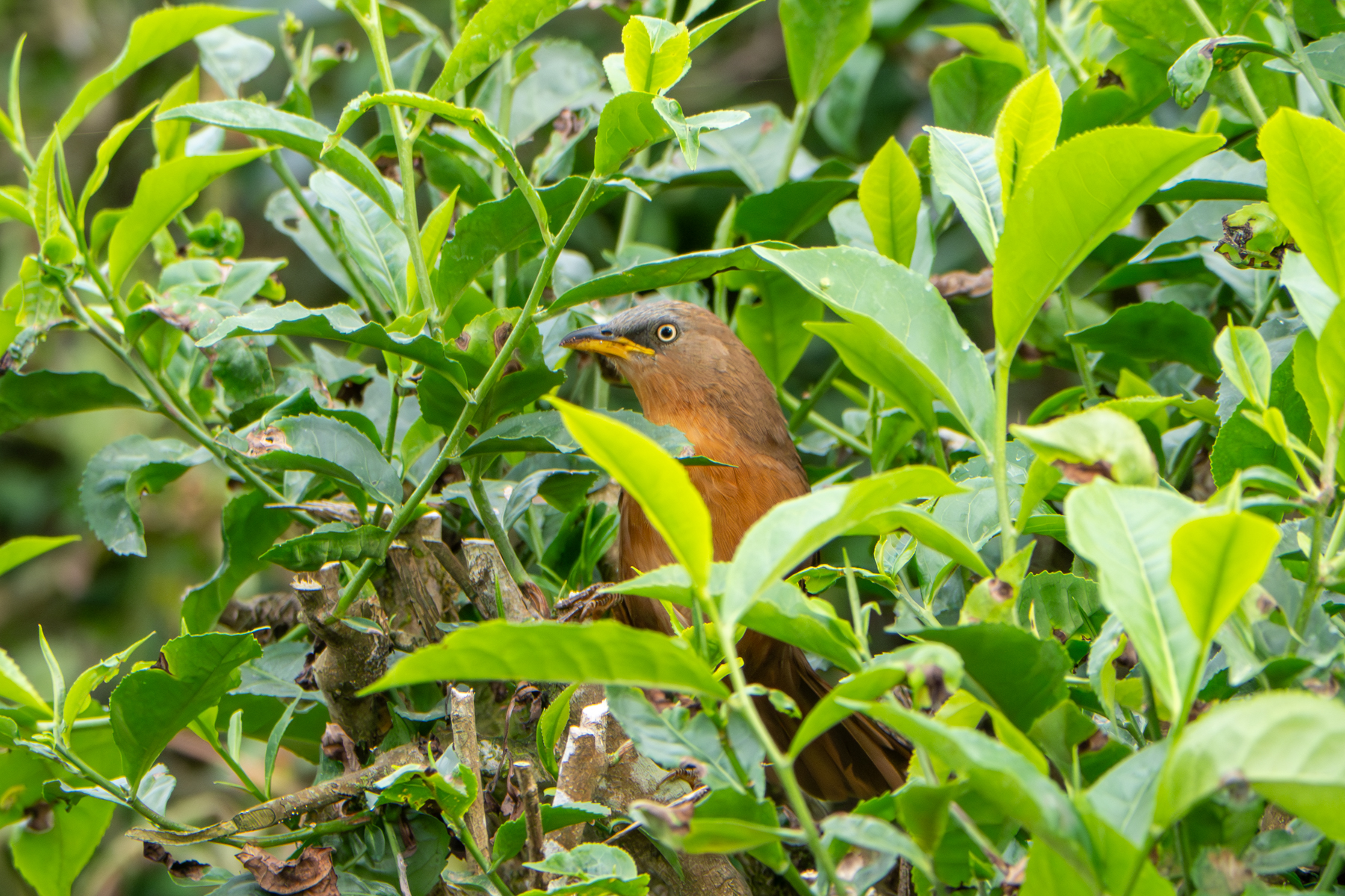 Rufous Babbler (image by Dave Farrow)