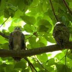 Rufous Owls (image by Michael Greenshields)