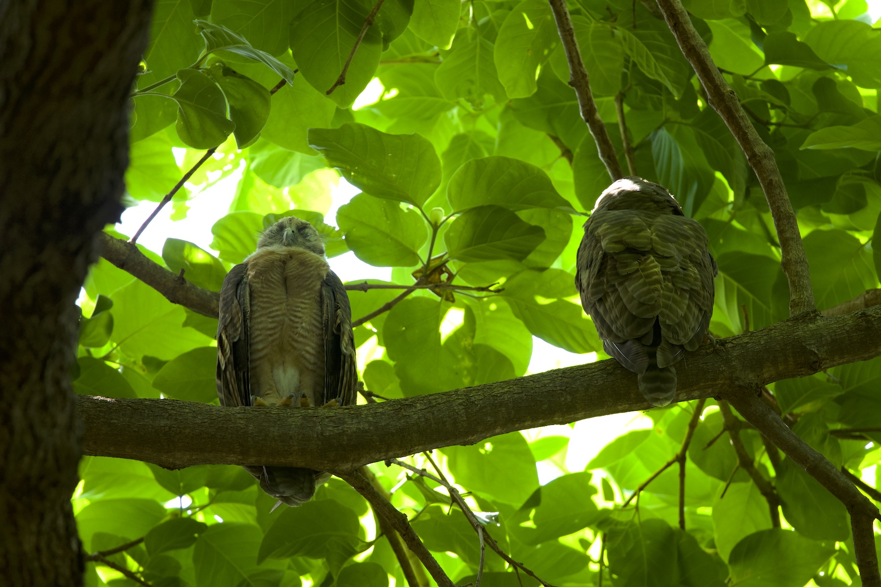 Rufous Owls (image by Michael Greenshields)