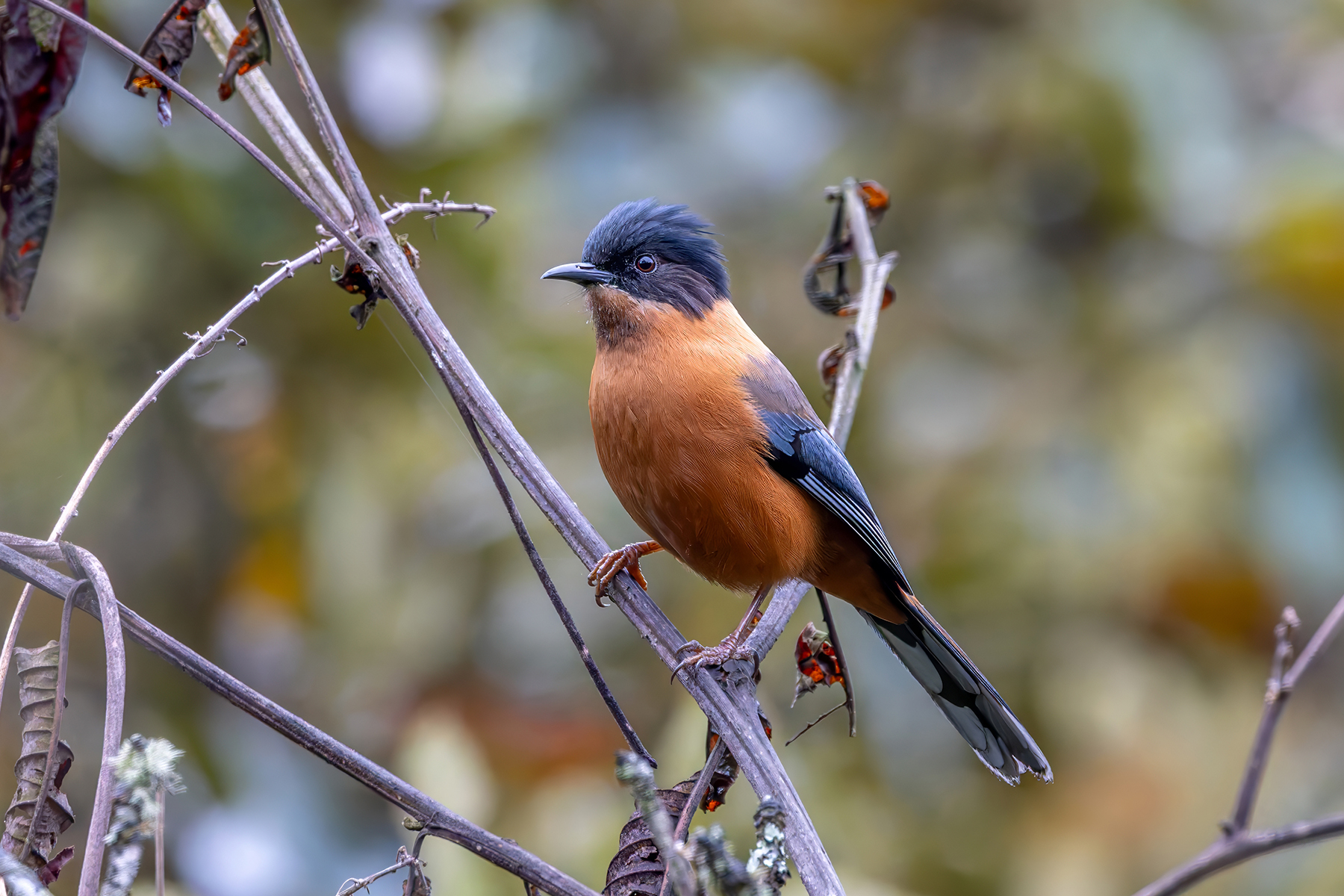 Rufous Sibia (image by Nik Borrow)