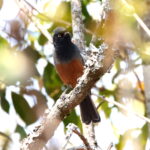 Rufous-bellied Tit (image by Janos Olah)