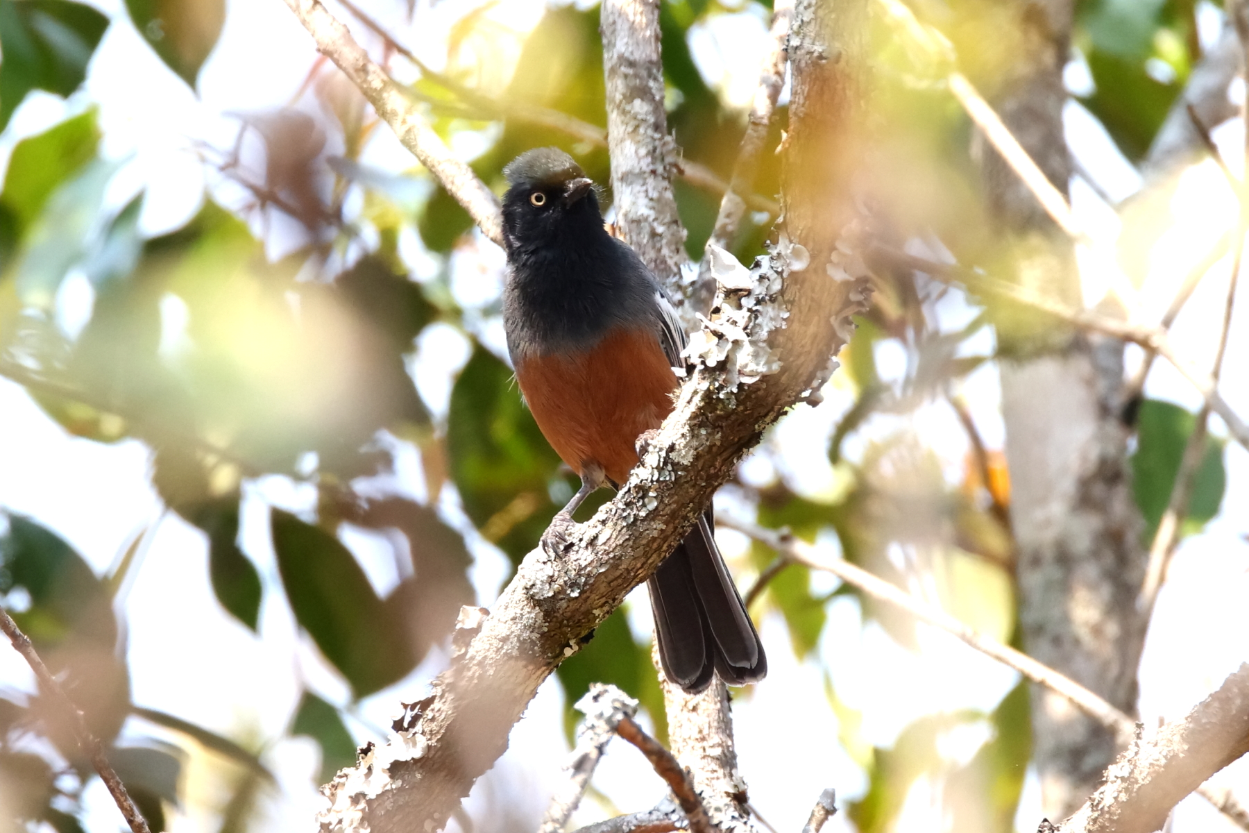 Rufous-bellied Tit (image by Janos Olah)