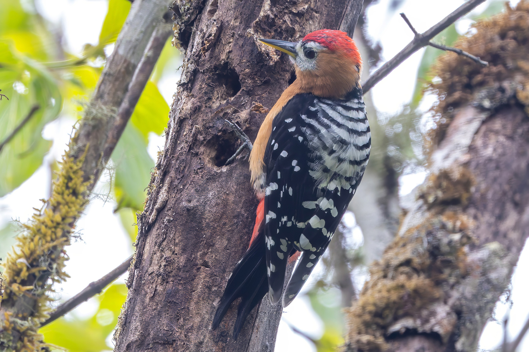 male Rufous-bellied Woodpecker (image by Nik Borrow)