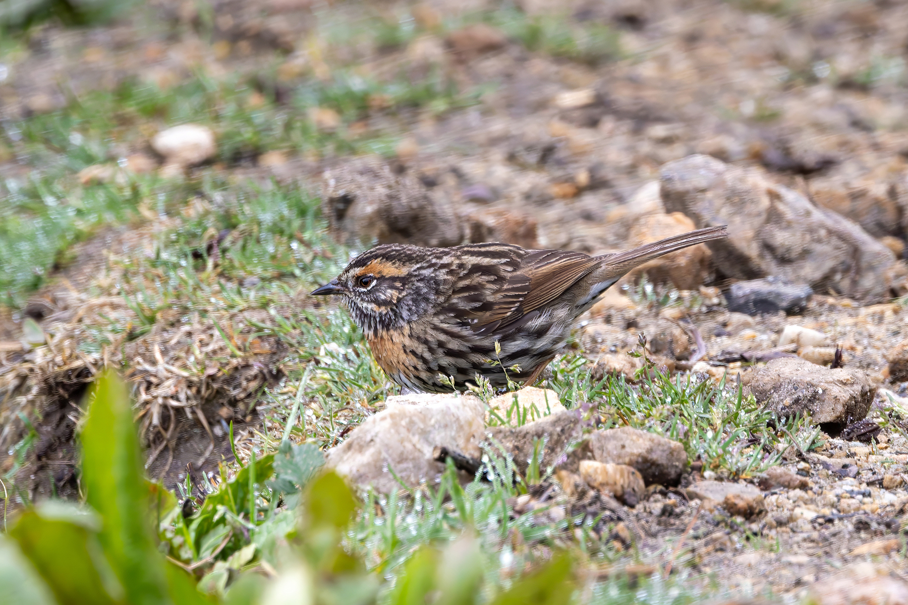 Rufous-breasted Accentor (image by Nik Borrow)