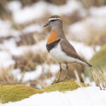 Rufous-chested Dotterel (image by Mike Watson)