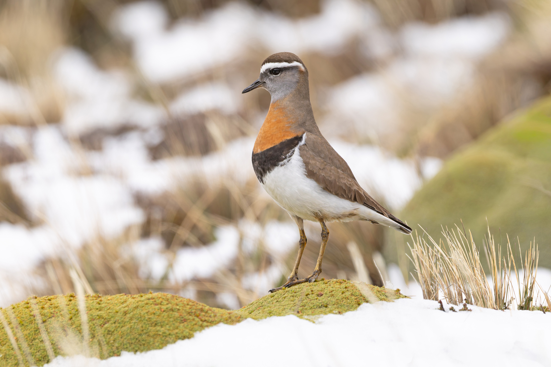 Rufous-chested Dotterel (image by Mike Watson)