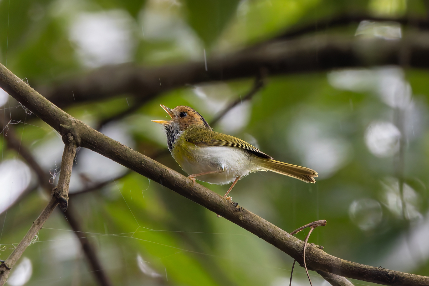 Rufous-faced Warbler (image by Nik Borrow)