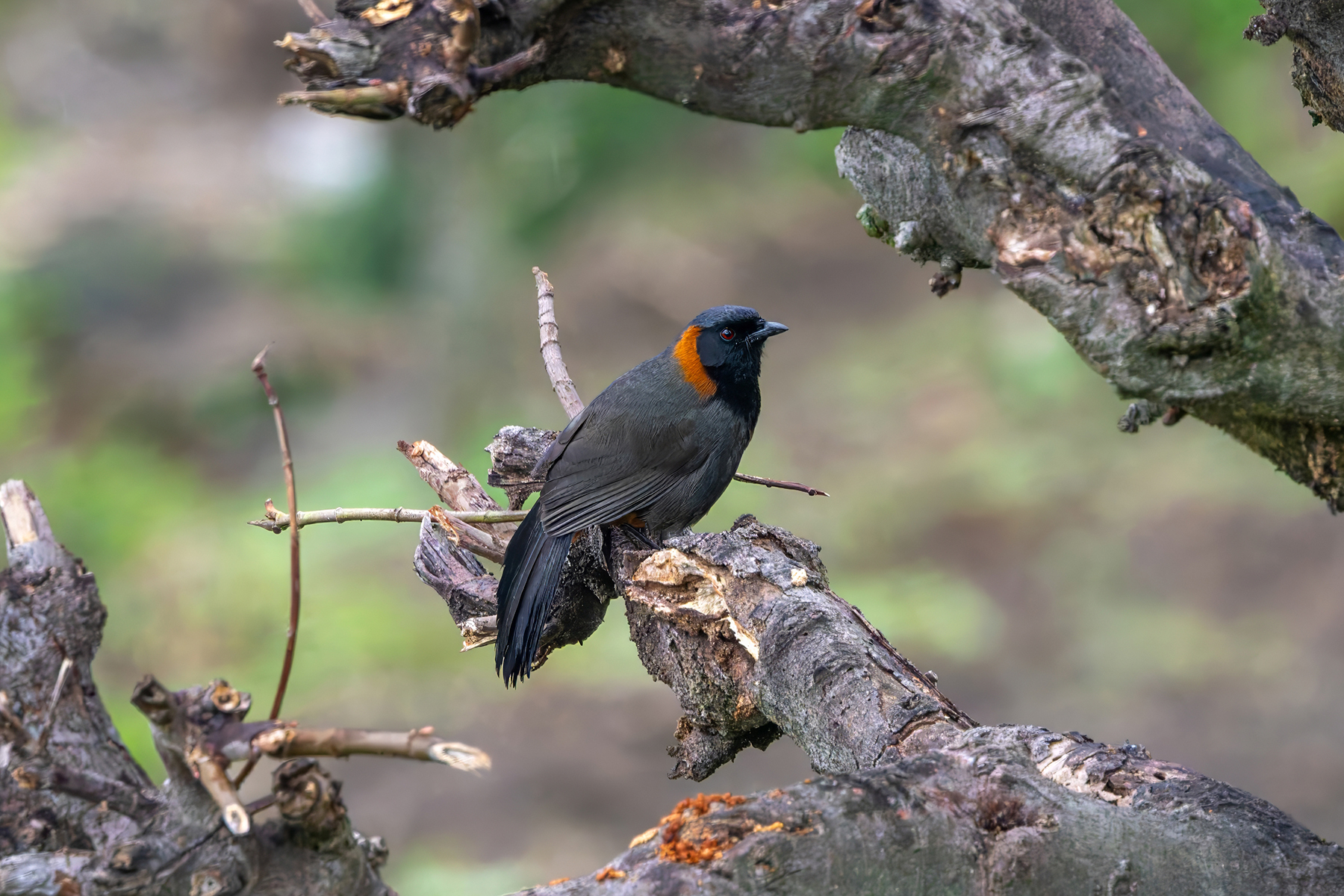 Rufous-necked Laughingthrush (image by Nik Borrow)