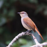 Rufous-tailed Palm Thrush (image by Janos Olah)