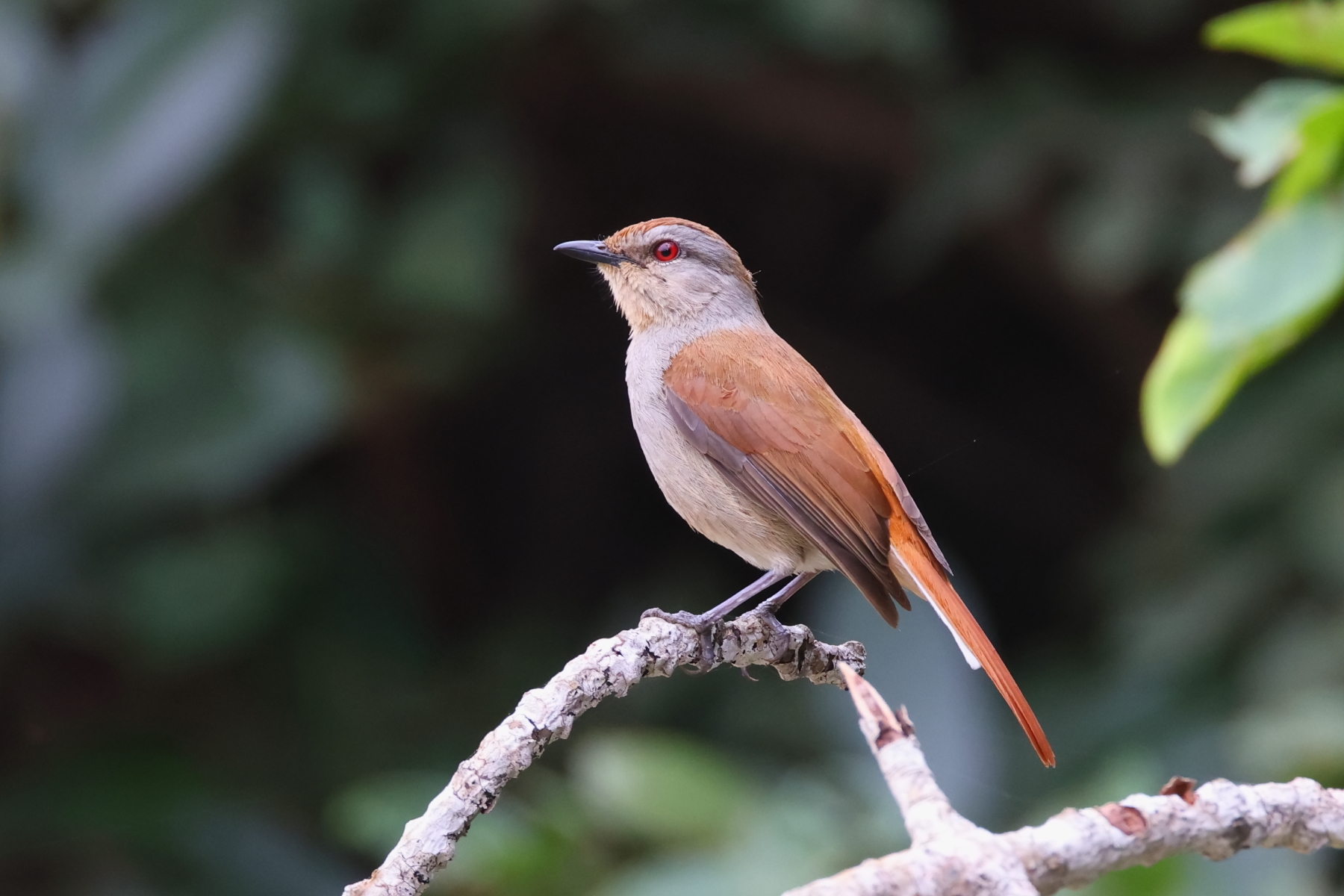 Rufous-tailed Palm Thrush (image by Janos Olah)